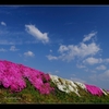 安曇野 　花盛り　青空と【芝桜】　　【牡丹】