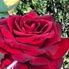 薔薇&#127801; 其の8