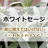 ホワイトセージが庭に植えてはいけないといわれるのはなぜ？地植えしない方がいい理由と日本の環境下での育て方
