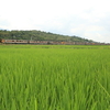 台湾鉄道撮影　台東線　東里－東竹