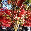 休日に大垣市上石津町の多良峡森林公園「もみじ祭り」に行ったら山道の渋滞に約30分間巻き込まれた