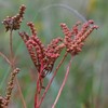 タコノアシは茹蛸