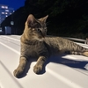 【沖縄瀬長島】車の上で生活する猫 #Shorts