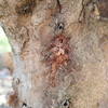 庭木のカエデや紅葉に穴をあける害虫？　テッポウムシでおなじみのゴマダラカミキリと緑のアオカミキリ。