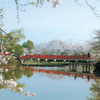 ３４．岩槻城址公園、八つ橋の桜