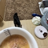 暑いから最終兵器‼️