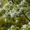 熊本市動植物園　園内各所で花が見頃