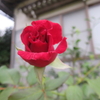 真っ赤な薔薇