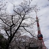 駅からハイキングで港区の寺社巡り　桜と、お守りと♪