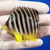 【現物2】シマヤッコ 6.2cm±!海水魚 生体 15時までのご注文で当日発送【ヤッコ】