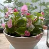 鉢植えのプレゼント