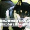 豆柴の平均寿命は何歳？長生きの秘訣と健康を守る暮らし方を徹底解説