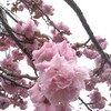 【季節の塗り絵】塗り絵でお花見　〜その３：水辺の桜の和柄【桜まつり】