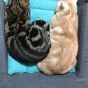 レズが注文住宅を建てる話
