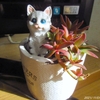 「多肉植物」の株分けしました🌵