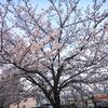 名残りの桜を楽しめそう