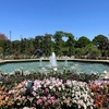 港の見える丘公園で花をみる 横浜観光名所桜と花めぐり(3)