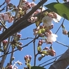 桜の開花