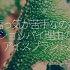 086食目「塩っ気が苦手なのがショッパイ理由のアイスプラント」