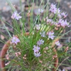 野生のラッキョウが開花