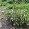 生活の木_2_薬香草園（埼玉県飯能市）