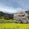 秦野の淡墨桜