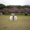 ○お姉ちゃんと　「明石公園」