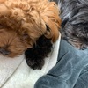 【必ず吠える】テレビに犬が映ると