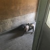 壁から子猫の成長