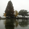 雨の縫ノ池