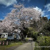 地域桜