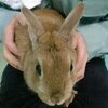 川崎市動物愛護センターに収容された茶うさぎは譲渡決定