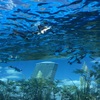 【日記】サンシャイン水族館に空飛ぶペンギンを見に行き癒される