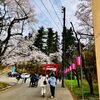 長岡市の悠久山桜まつりが4年ぶりに開催！可愛い動物にも会えるよ
