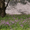 千鳥ヶ淵の桜2017（2017/4/10）