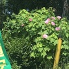 芙蓉20240806