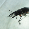 アカアシクワガタの見分け方。よく似たコクワガタとの違いとは？
