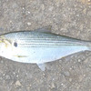 おかず釣りです