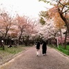 北海道神宮でお守りをいただいたあとに札幌・円山公園の桜を見てきました。