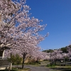 家の中からお花見🌸