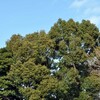 香取神社の梅まつり