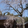 再び淨蓮寺のしだれ桜を訪れました。