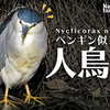 0109【ペンギンみたいな鳥ゴイサギ。幼鳥も】カワセミ捕食。センダンの実食べるヒヨドリ。セグロカモメ水浴び。イカルチドリの目。野良猫。バン幼鳥、ホオジロ #今日撮り野鳥動画まとめ #身近な生き物語　鶴見川水系恩田川の野鳥