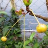 庭先に気鬱の果てる芽吹きかな