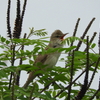 夏は鳥がいないのです その2