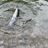 奥多摩で久しぶりにニジマスのルアー釣りをしてきました
