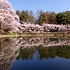 室山池の桜。