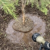 生まれて初めて自分で木を植える！ティーツリー（メラレウカ ）の地植えに初挑戦！【オージープランツ】
