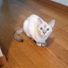 お見送りするにゃんこ(=^ェ^=)