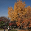 フォト・ライブラリー(201)晩秋の大阪城公園〜後半
